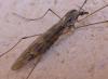 Tipula rufina